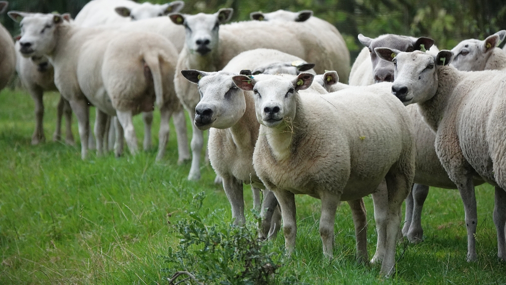 Schapen