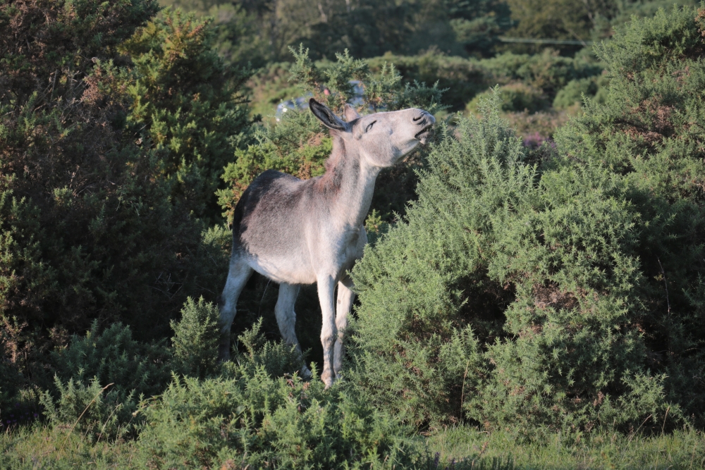 De wildernis van het alleen