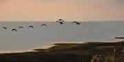 IMG1377ganzeninluchtkustDenemarken