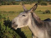 IMG6010EzelNewForest