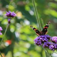 De tuin van mijn vader