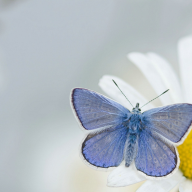 Klein blauw vlindertje