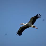 De vogel was gevlogen