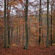 Een kerkbank is van hout