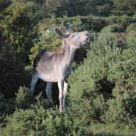 De wildernis van het alleen