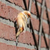 Verwarring (1)