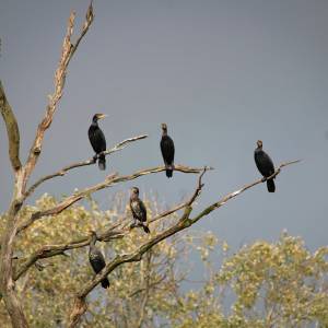 De terugkeer van het verdrongene