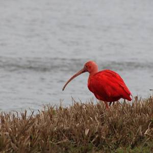 Kus me veel mijn liefste