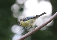 Beelden van leven