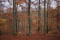 Beelden van leven