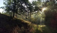 Beelden van leven