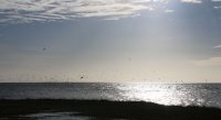 Beelden van leven