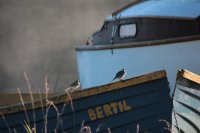 Beelden van leven
