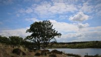 Beelden van leven