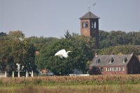 Beelden van leven