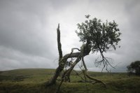 Beelden van leven