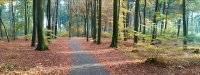 Beelden van leven
