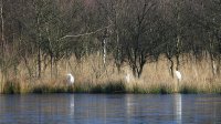 Beelden van leven