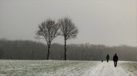 Beelden van leven