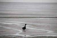 Beelden van leven