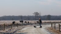 Beelden van leven