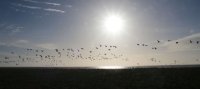 Beelden van leven