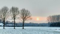 Beelden van leven