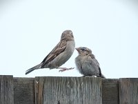 Beelden van leven